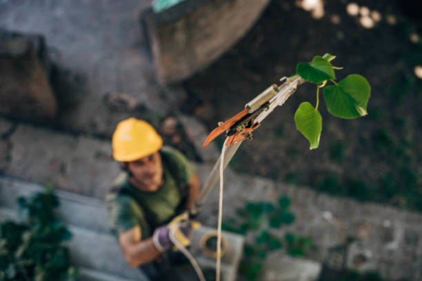 How Our Tree Care Process Works  in Avondale, PA